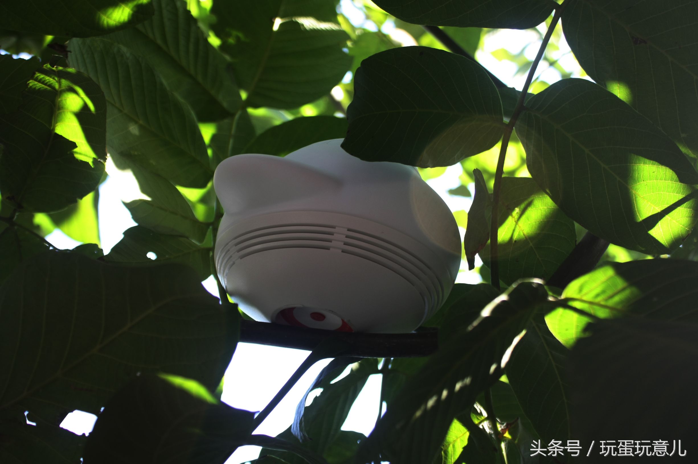 照星爷的话讲,想撩妹吗我教你!AirWhale智能音响灯体验