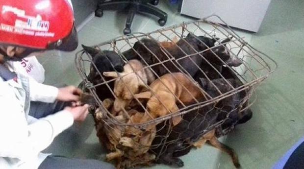 当自己的狗走丢之后！发现被塞入一个装满狗的铁笼