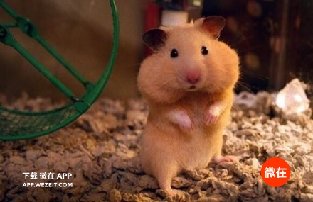 这个超治愈的仓鼠手包，让人不舍得花钱了！