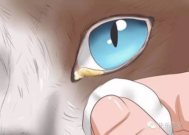 猫咪爱流眼泪还有分泌物,猫咪流眼泪有分泌物用什么药