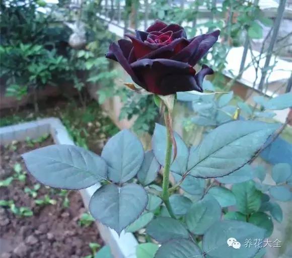 冰淇淋月季快开花的样子 (夏花标准的月季)