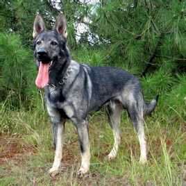 纯纯的土狗,纯纯的小土狗