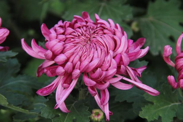 浓浓的姐妹亲情感悟,感悟亲情共度中秋