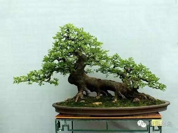 红子刺树桩盆景大全,曲杆式树桩盆景图片