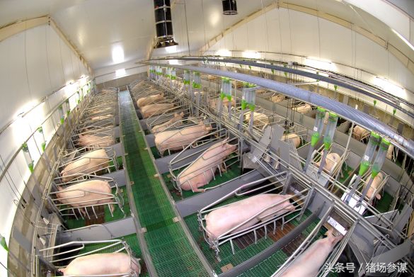 老鼠养猪全过程,养猪场有老鼠怎么解决