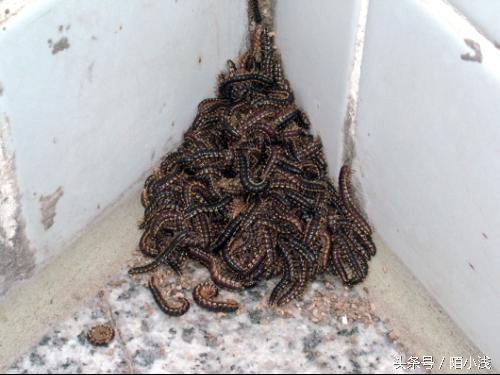 墙内飞蚁消灭最简单方法,有什么方法驱赶蚂蚁最有效