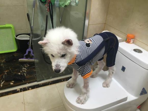 路边捡到一只萨摩耶,捡到萨摩耶有狗癣