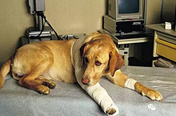 兽医宠物骨折,狗狗骨折7周了还容易再次骨折吗