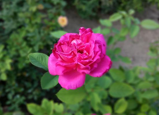 cool1dual双摄怎么样,cool1dual手机