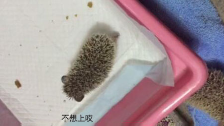 养刺猬是一个怎样的体验？