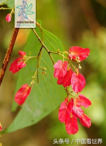 水莽草毒性成分,水莽草雷公藤