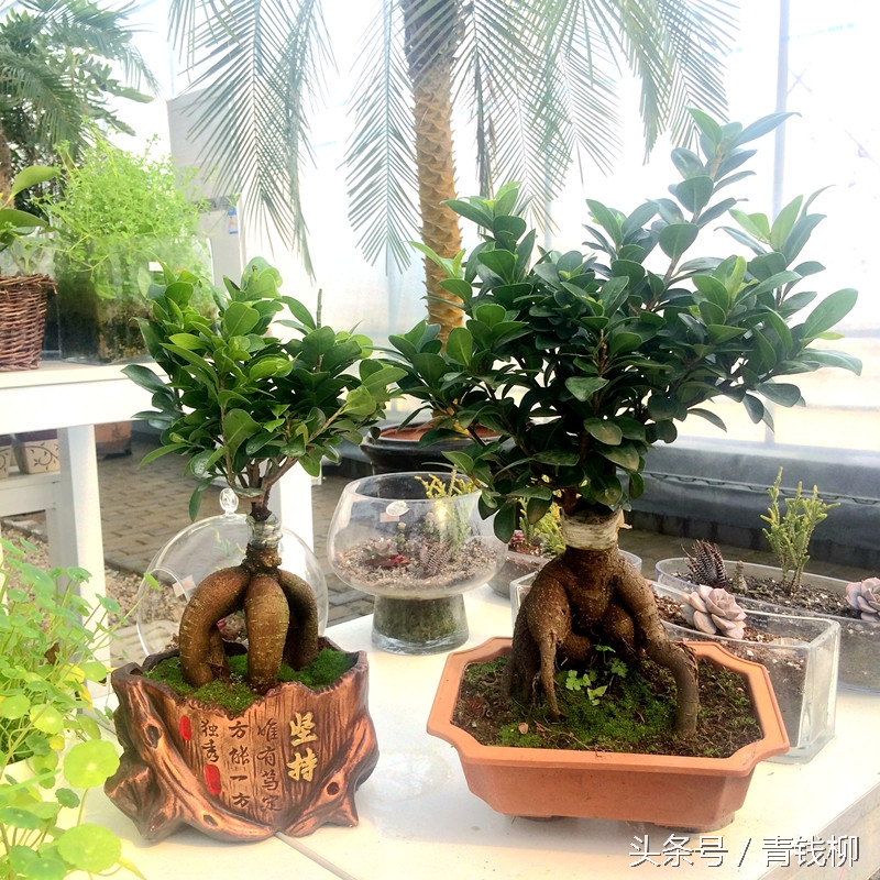 盆栽榕树过冬的温度,榕树盆栽怎么样移栽