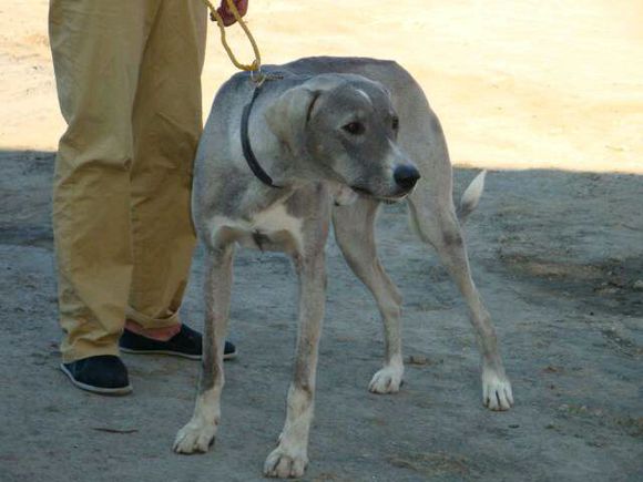 纯纯的土狗,纯纯的小土狗