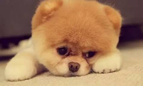 狗狗失去伴侣抑郁症,狗狗得抑郁症怎么办