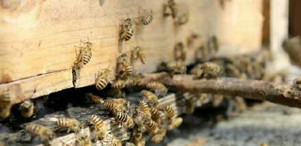 农村养土蜂蜜怎样卖出去,个人收购土蜂蜜