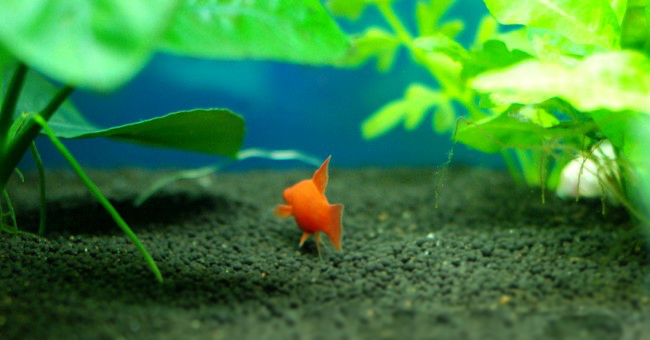 热带小鱼怎么养殖的,热带微型鱼怎么养