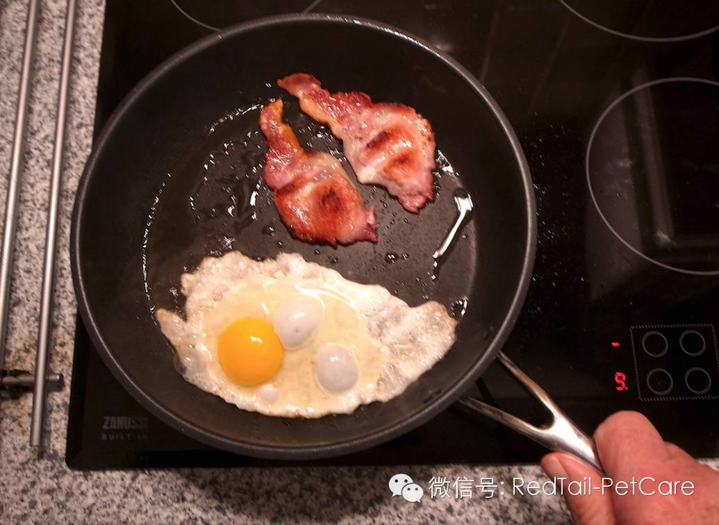 鸟类和鹦鹉的十大危险状况