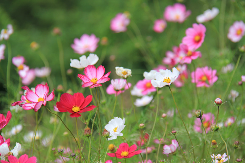 有哪些好听的花儿,好看花儿的名字有哪些