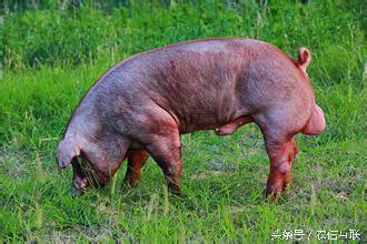 公猪的十大忌讳,公猪有毛病怎么办