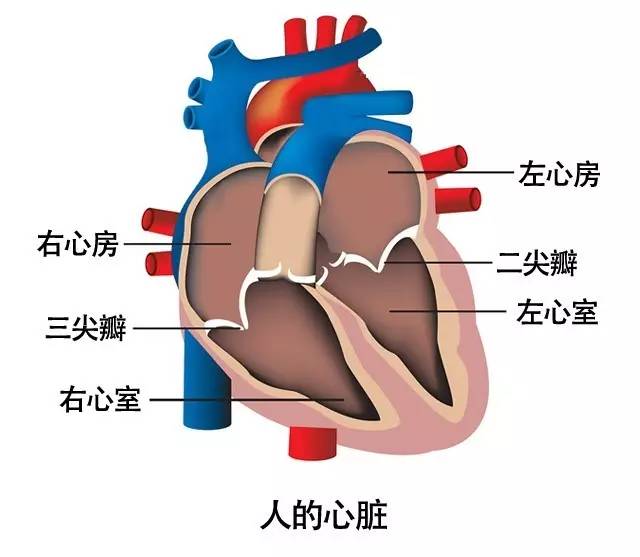 干货丨“心脏阀门”二尖瓣出故障了怎么办？