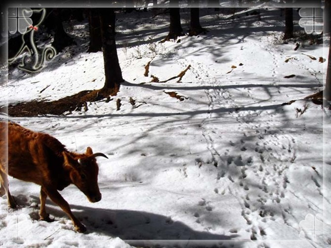 2015游云南玉龙雪山 (昆明玉龙雪山之旅)