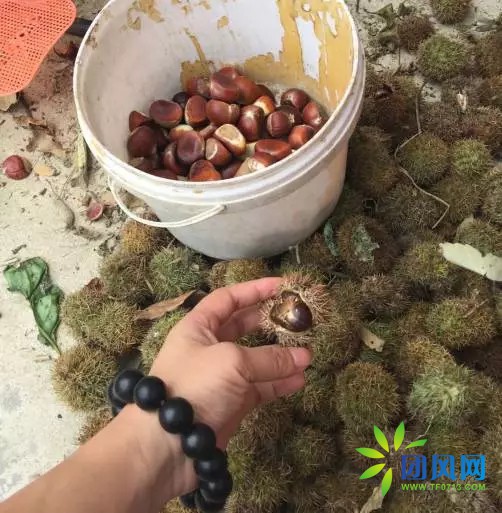 团风深山古稀老人的板栗梦.....