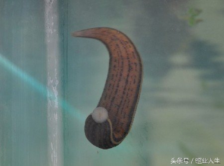 水蛭的幼年期长什么样子,水蛭的外观特征是什么样的