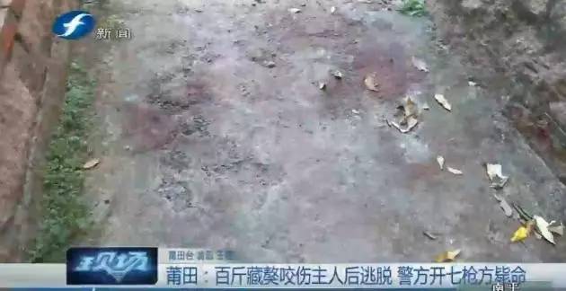 藏獒打架咬死狗,五分钟罕见藏獒打架