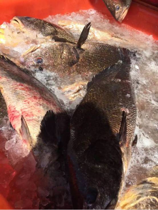 罗非鱼过冬防寒措施,罗非鱼苗抗寒