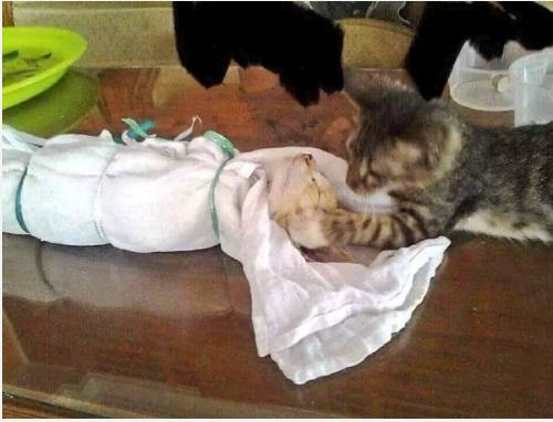 猫咪犯错关禁闭挨饿,猫咪吃了个罐头后很乖