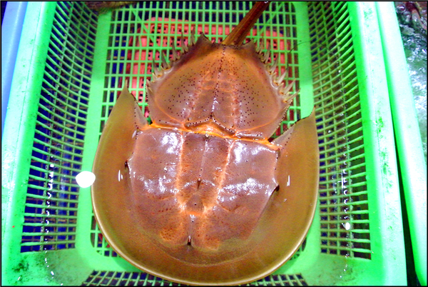 渔夫码头海鲜礼盒,海边渔人码头海鲜