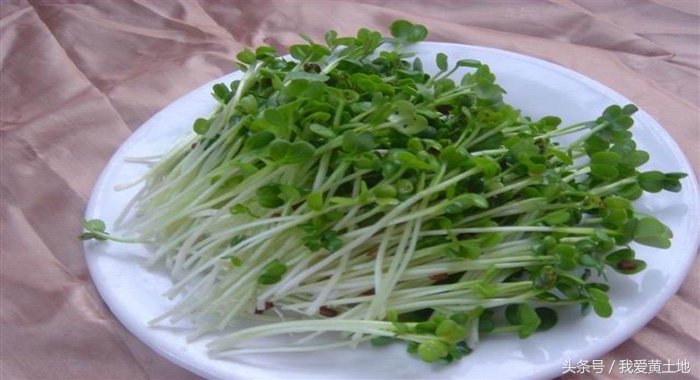 南瓜芽苗菜的种植技术和方法,室内芽苗菜种植技术靠谱吗