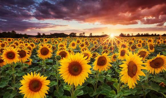 南京国庆假期有哪些免费景点推荐,国庆期间南京有哪些景点免费