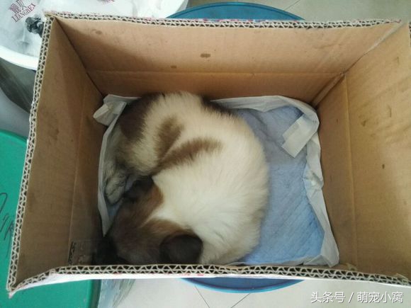 小狗奇遇记动画片,小狗奇遇记完整