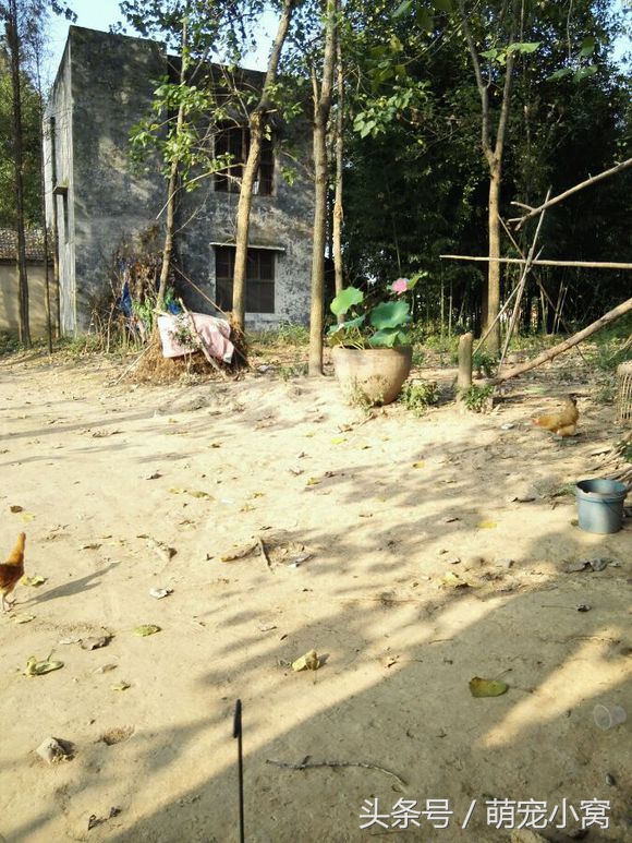 小狗奇遇记动画片,小狗奇遇记完整