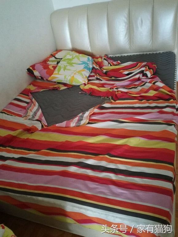 因主人出差两天没喂，哈士奇把万元床垫尿湿，表情亮了！