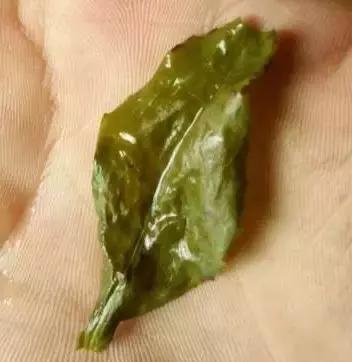 铁观音茶苦涩怎么回事,铁观音味道发涩是怎么回事