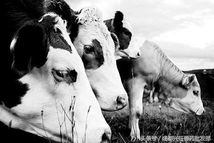 奶牛常见疾病治疗,奶牛传染病怎么治