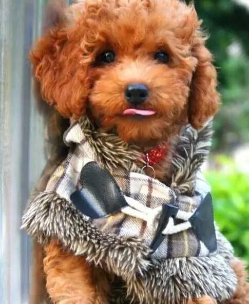 狗萌宠有哪些品种,18种萌宠狗狗