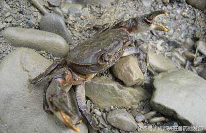 螃蟹一般容易得什么病,螃蟹病害是什么原因引起的