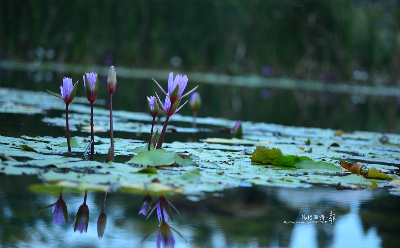 辰山植物园睡莲拍照,行摄洪湖荷花展