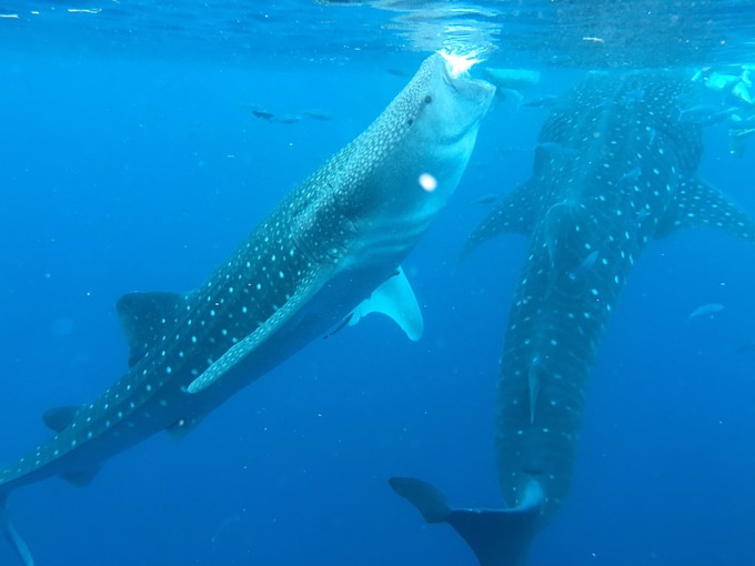 菲律宾潜水游记 (回忆菲律宾潜水的时光)