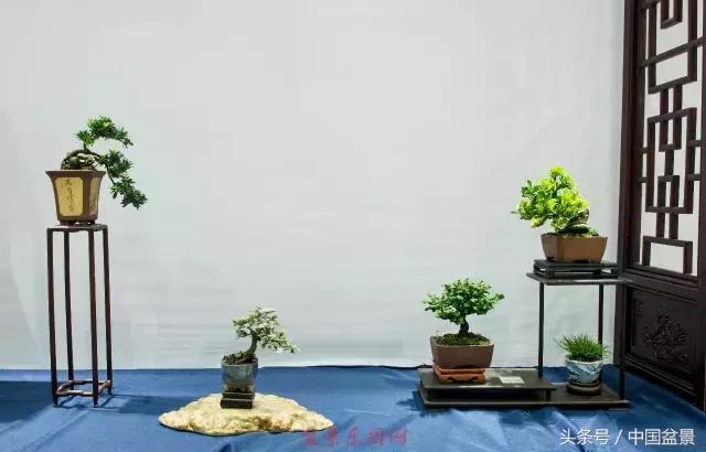 哪些野草适合微型盆景,小品盆景和微型盆景有区别吗