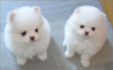 被宠物抓伤怎么样可以避免留疤,被宠物抓伤伤口正确处理