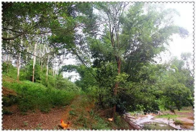 童话故事山羊和狼,童话故事山羊历险记