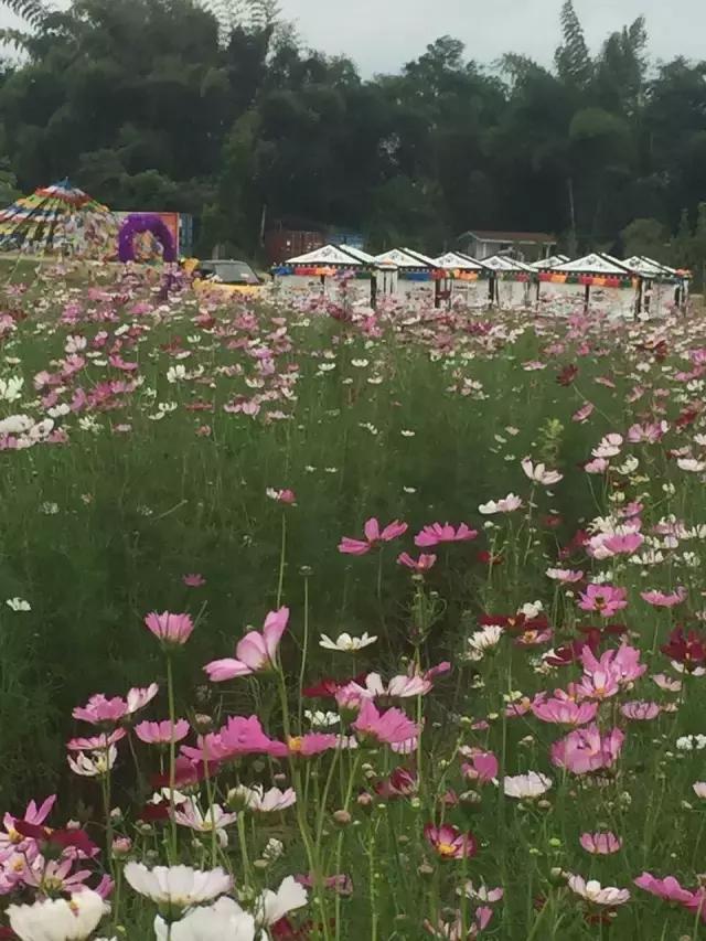 重阳节与老人互动,重阳节和老人互动