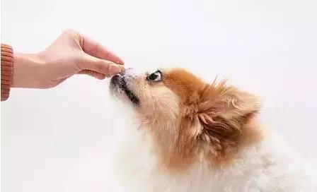 焦虫病死亡周期,焦虫病早期