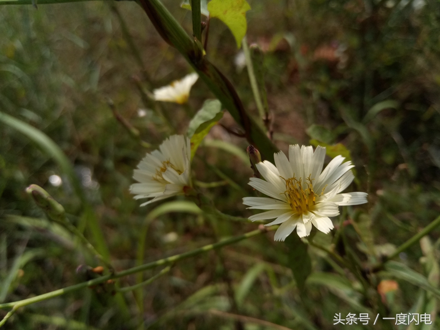魅蓝手机u10,魅蓝u10白色