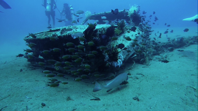 菲律宾潜水游记 (回忆菲律宾潜水的时光)