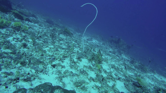 菲律宾潜水游记 (回忆菲律宾潜水的时光)